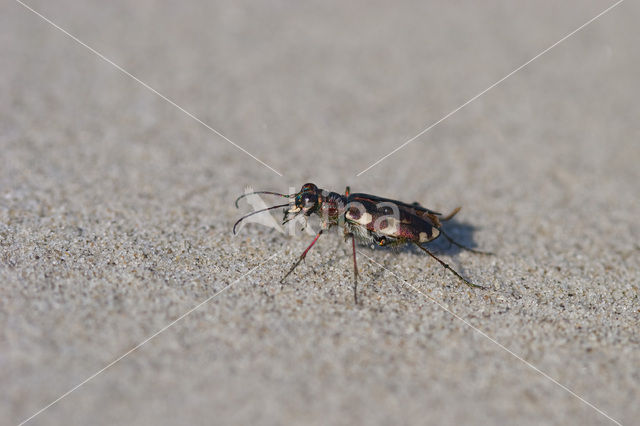 Dune tiger beetle (Cicindela maritima)