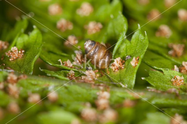 Toothless Chrysalis Snail (Columella edentula)