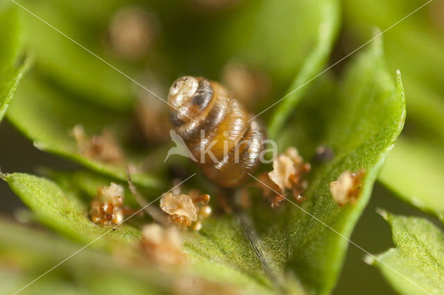 Tandloze korfslak (Columella edentula)