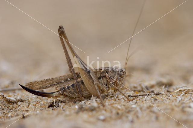 Tuberous Bush-cricket (Platycleis affinis)