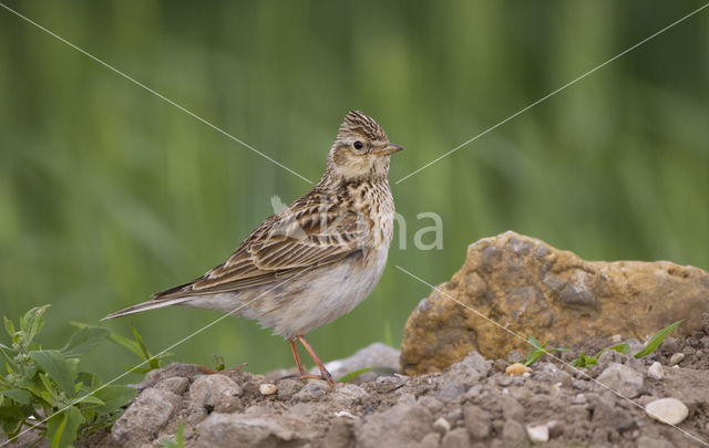 Sky Lark (Alauda arvensis)