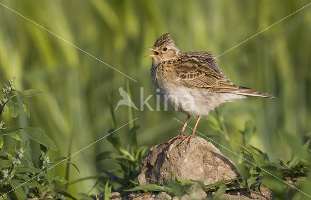 Sky Lark (Alauda arvensis)