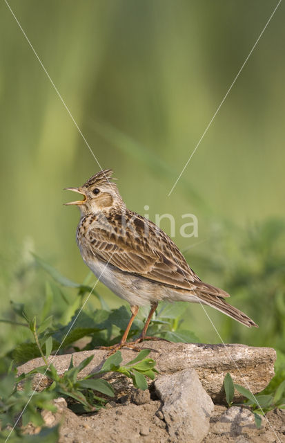 Sky Lark (Alauda arvensis)