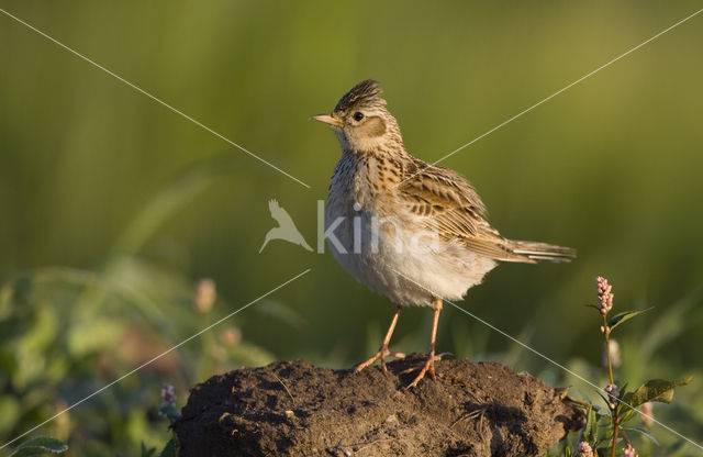 Veldleeuwerik (Alauda arvensis)