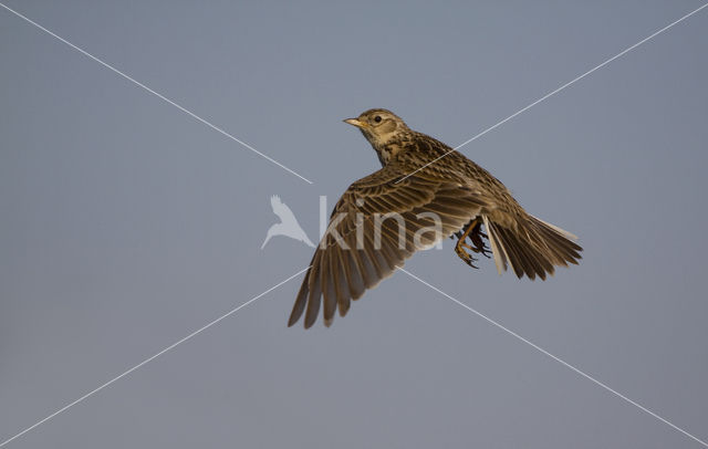 Veldleeuwerik (Alauda arvensis)