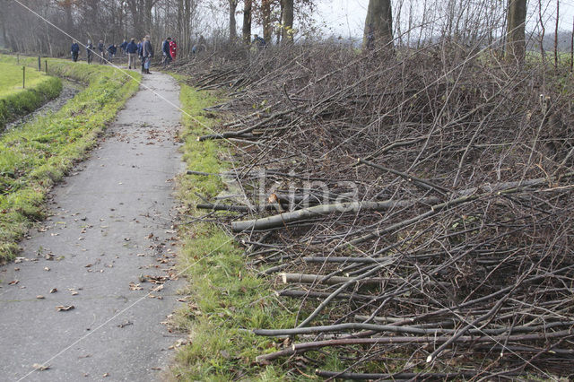 Veluwe