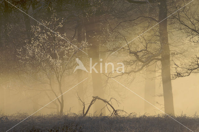 Veluwe