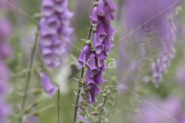 Vingerhoedskruid (Digitalis grandiflora)