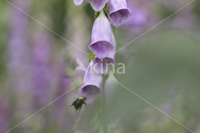 Vingerhoedskruid (Digitalis grandiflora)