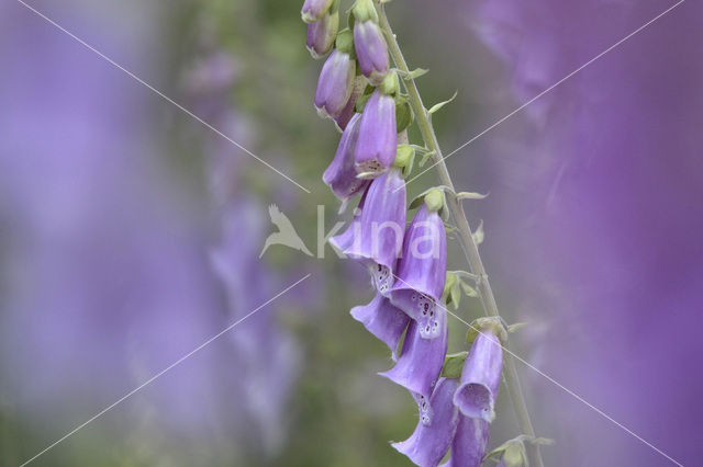 yellow foxglove (Digitalis grandiflora)