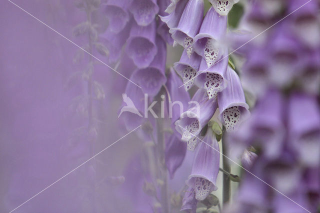 yellow foxglove (Digitalis grandiflora)