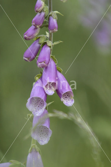 Vingerhoedskruid (Digitalis grandiflora)