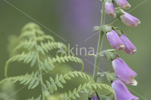 yellow foxglove (Digitalis grandiflora)