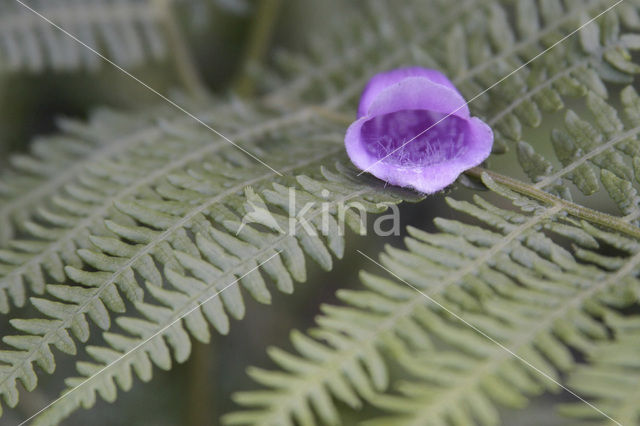 Vingerhoedskruid (Digitalis grandiflora)