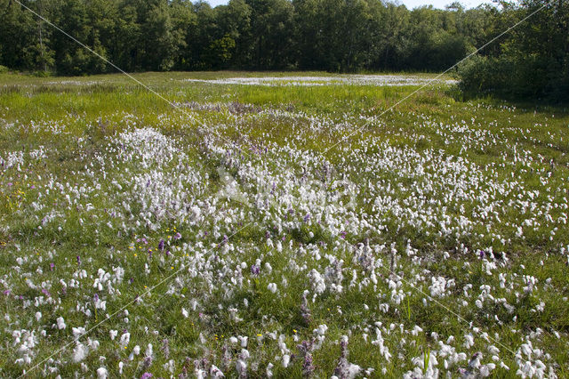 Vlozegge (Carex pulicaris)