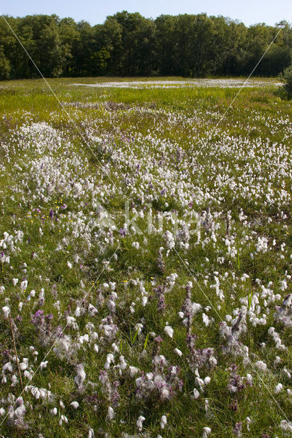 Vlozegge (Carex pulicaris)
