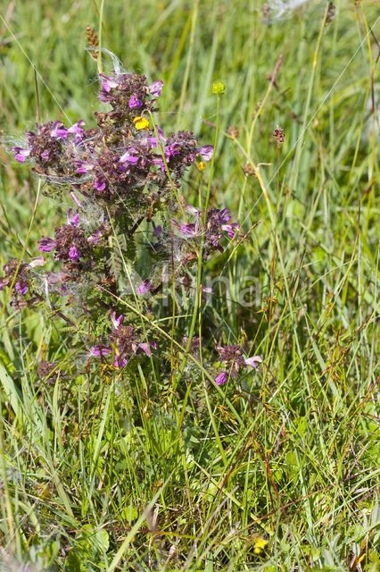 Flea Sedge (Carex pulicaris)