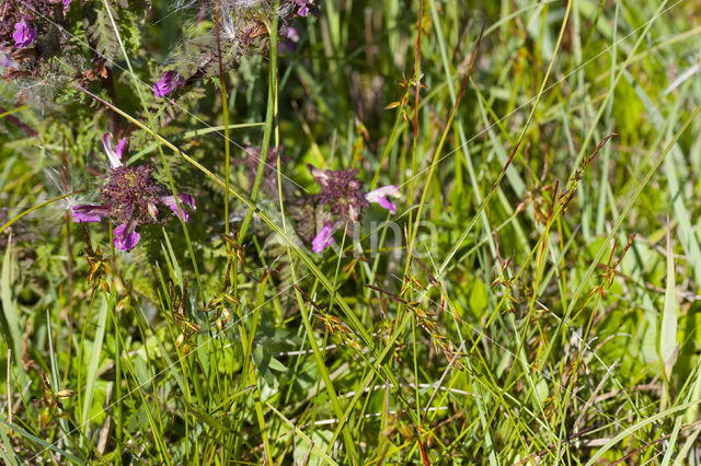 Vlozegge (Carex pulicaris)