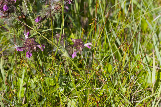 Flea Sedge (Carex pulicaris)