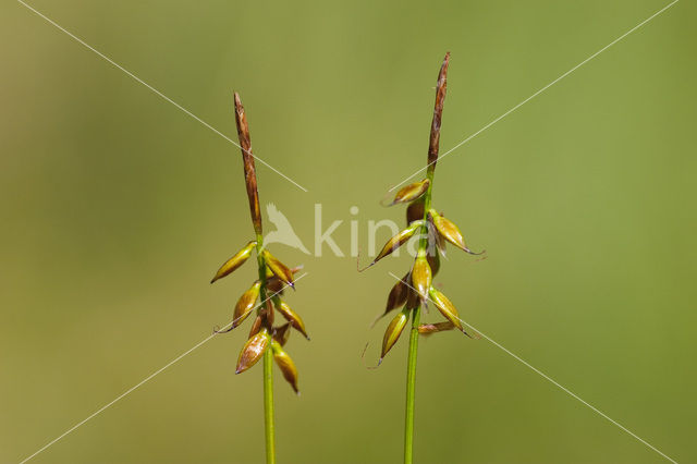 Flea Sedge (Carex pulicaris)