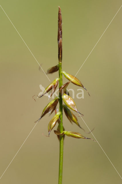 Vlozegge (Carex pulicaris)