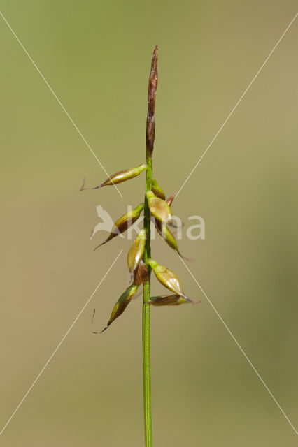 Flea Sedge (Carex pulicaris)