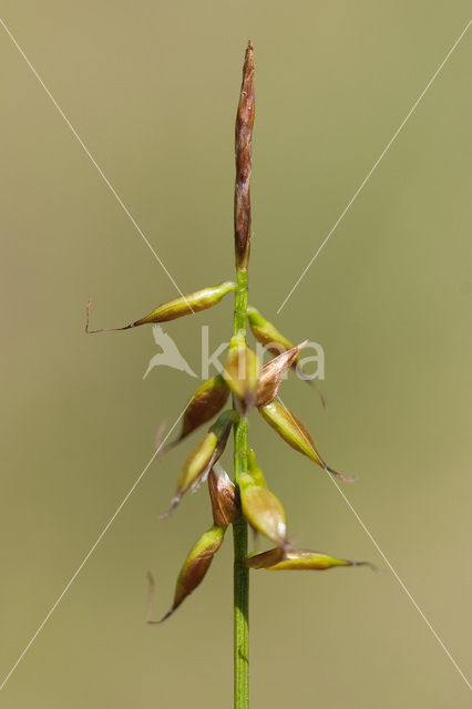 Flea Sedge (Carex pulicaris)