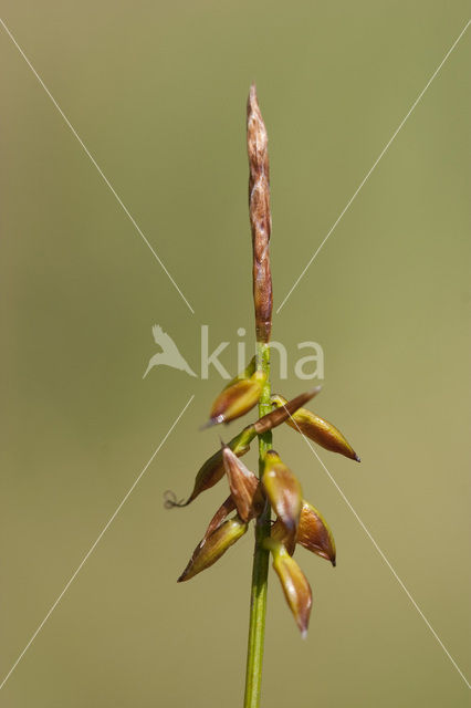 Flea Sedge (Carex pulicaris)