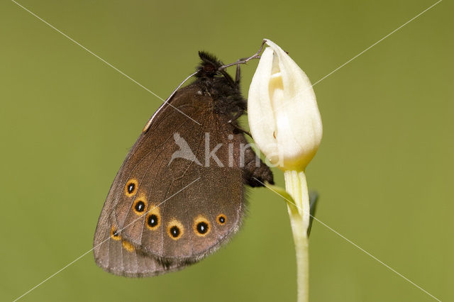 Woodland Ringlet (Erebia medusa)