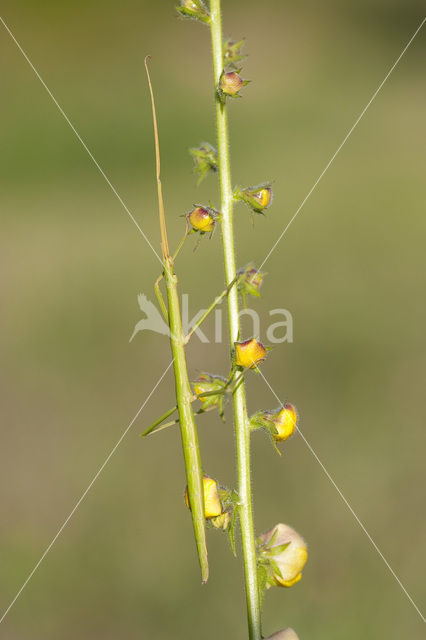 walking stick (Clonopsis gallica)
