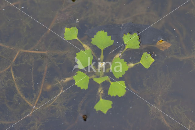 Waterchestnut (Trapa natans)