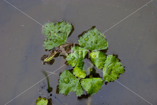 Waterchestnut (Trapa natans)