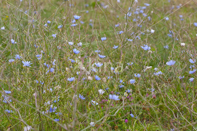 Chicory (Cichorium intybus)