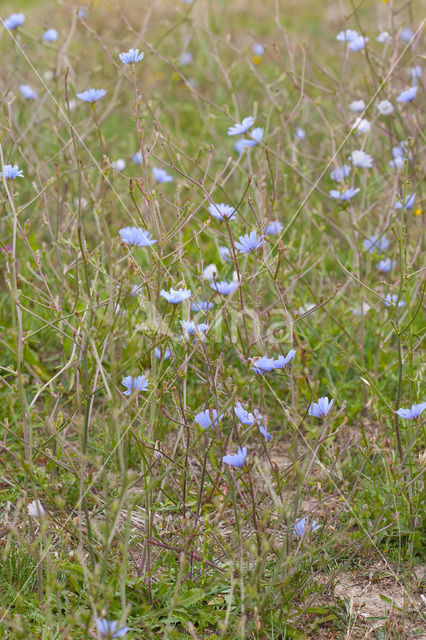 Wilde cichorei (Cichorium intybus)