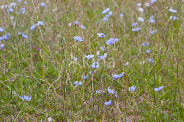 Wilde cichorei (Cichorium intybus)