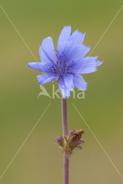 Chicory (Cichorium intybus)