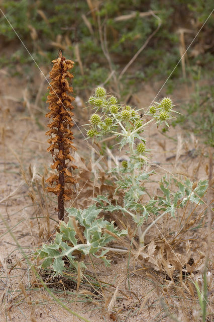 Field Eryngo (Eryngium campestre)