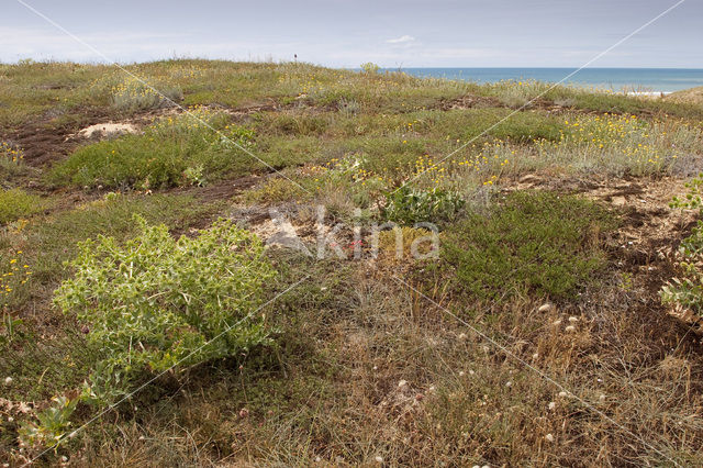 Wilde kruisdistel (Eryngium campestre)