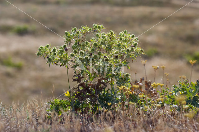 Wilde kruisdistel (Eryngium campestre)