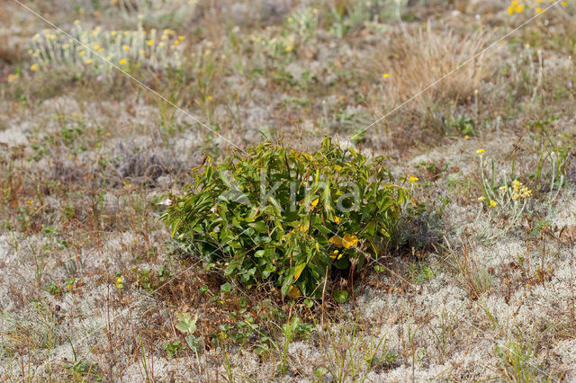 Witte engbloem (Vincetoxicum hirundinaria)