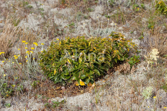 Witte engbloem (Vincetoxicum hirundinaria)