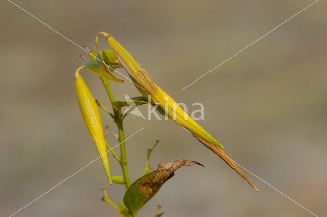 Common Vincetoxicum (Vincetoxicum hirundinaria)