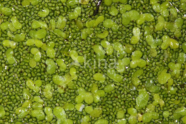 Rootless Duckweed (Wolffia arrhiza)