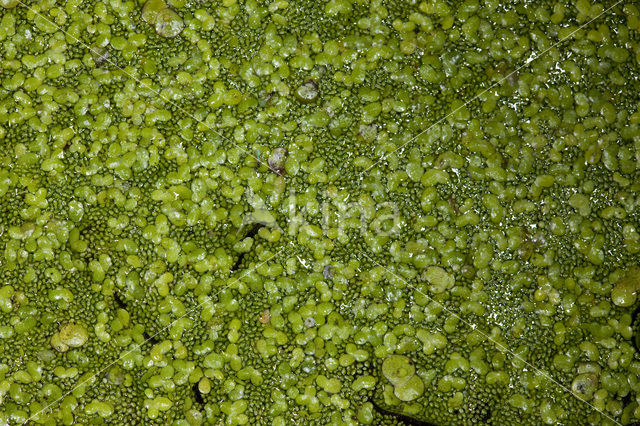 Rootless Duckweed (Wolffia arrhiza)