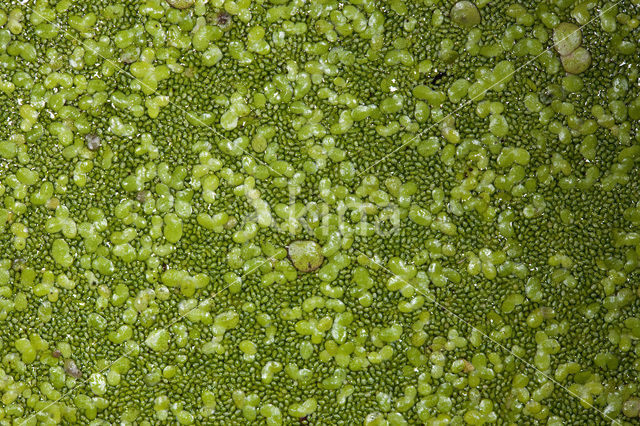 Rootless Duckweed (Wolffia arrhiza)