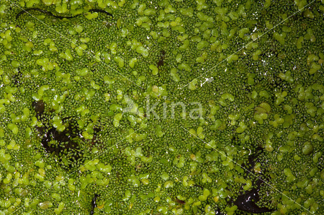 Rootless Duckweed (Wolffia arrhiza)