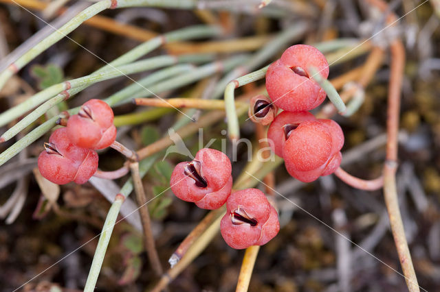 Zeedruif (Ephedra distachya)