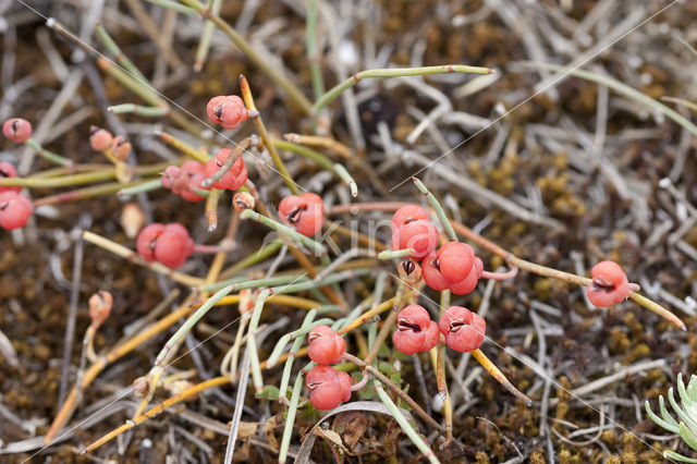 Sea Grape (Ephedra distachya)