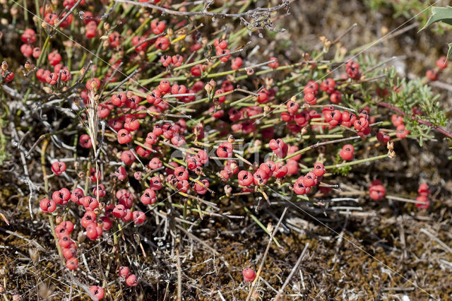 Sea Grape (Ephedra distachya)