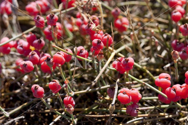 Sea Grape (Ephedra distachya)